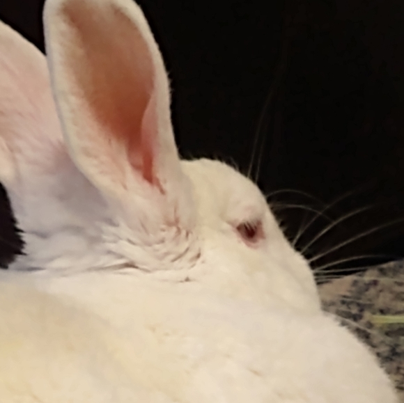 Meet your Posher, LedaK - Picture 2 of 2